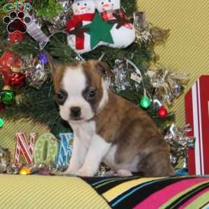 Glory, Boston Terrier Puppy